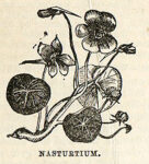 Illustration from Mrs Beeton's Cookery Book